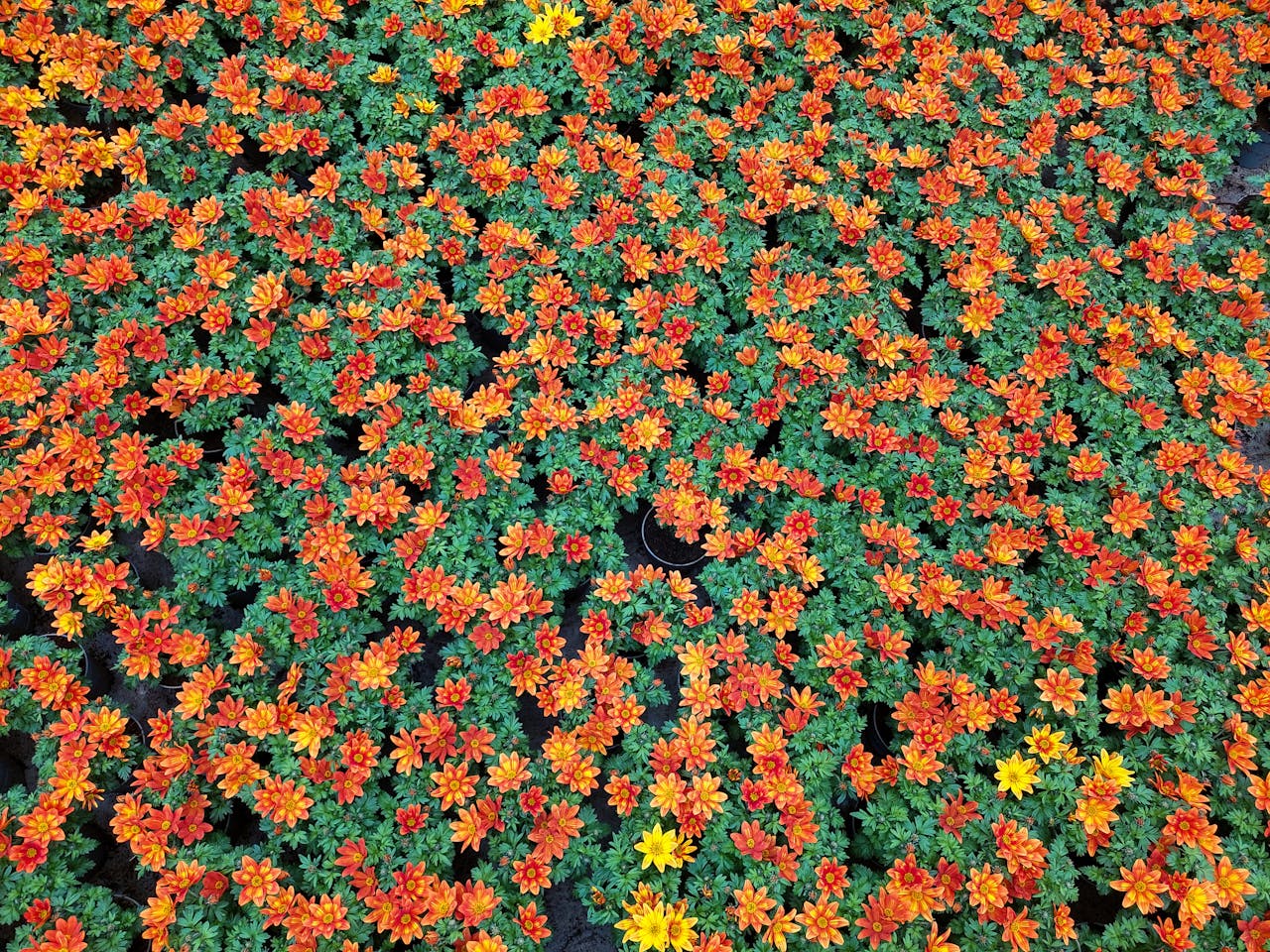 A dense field of colorful orange and yellow marigold flowers beautifully in bloom.