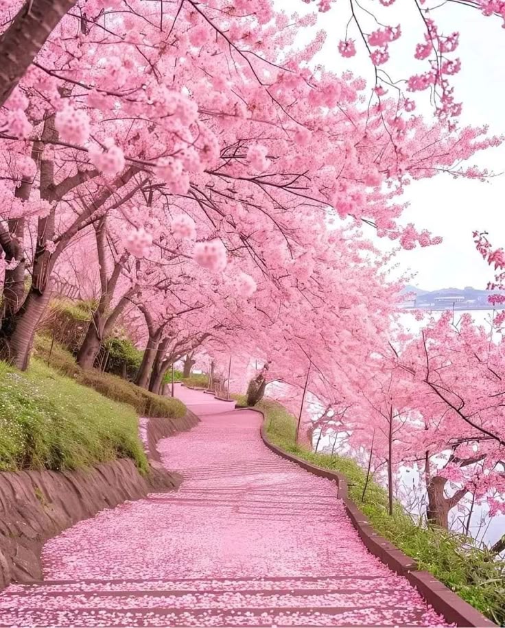 Camino rodeado de cerezos en flor - Mi forma de acompañar